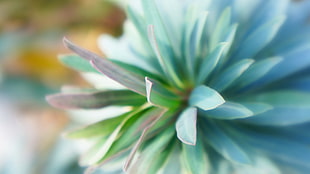 selective focus photography of green leaf plat