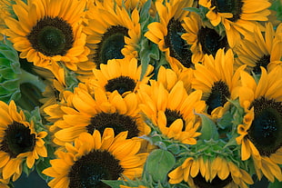 bed of Sunflower flowers HD wallpaper