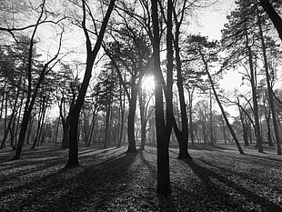 bare tree, monochrome, park, nature, Serbia