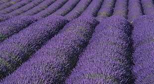 field of Lavenders