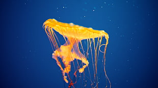 yellow and red jellyfish