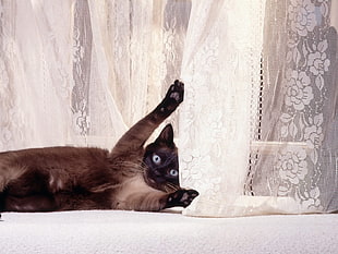 black cat beside white curtain