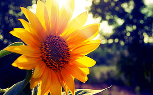 selective focus photography of yellow Sunflower
