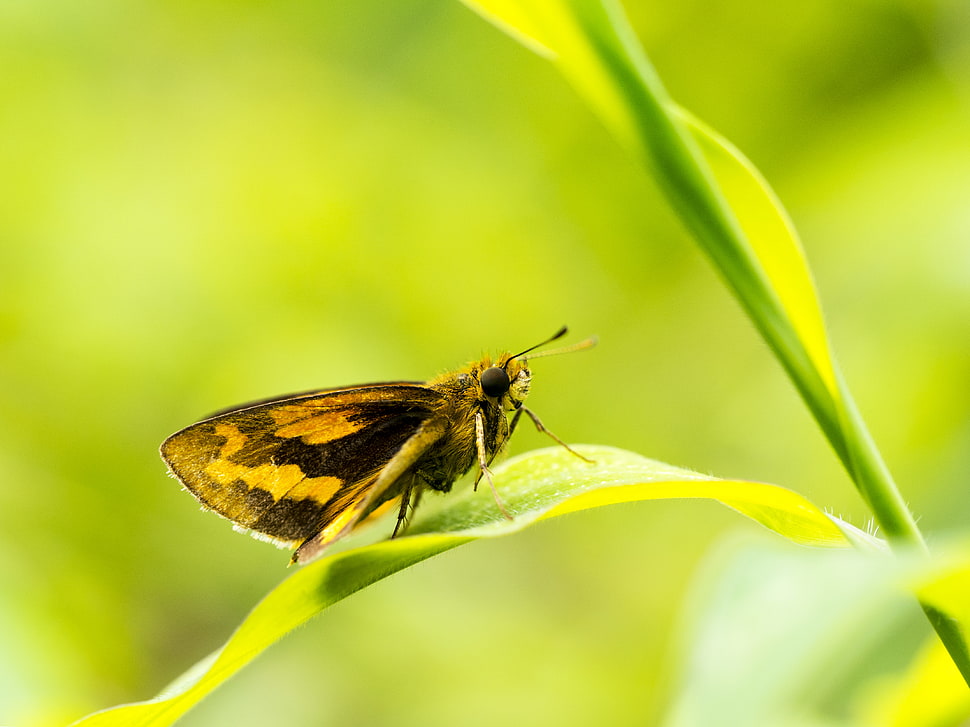 selective focus photography of brown and black butterfly on leaf HD wallpaper