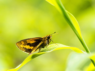 selective focus photography of brown and black butterfly on leaf