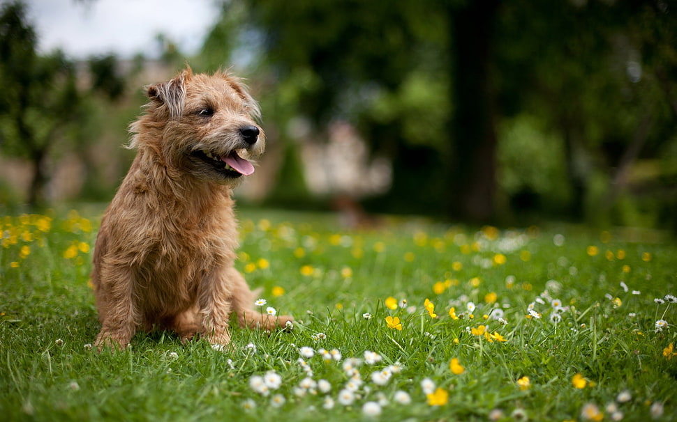 Terrier pet dog on green grass field during daytime HD wallpaper
