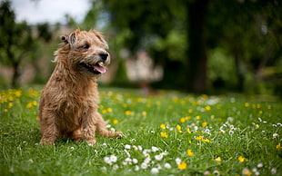 Terrier pet dog on green grass field during daytime