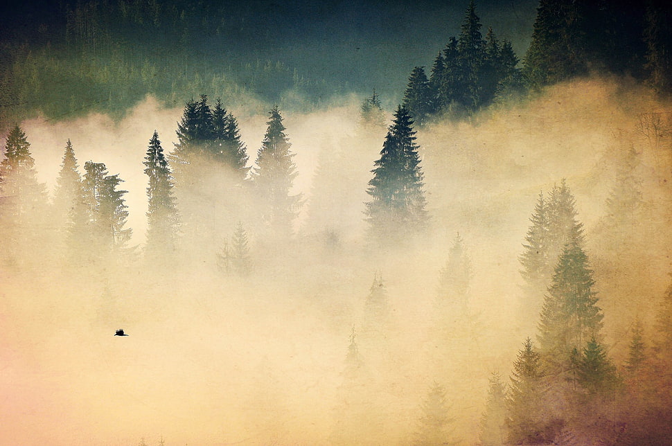green forest during daytime HD wallpaper