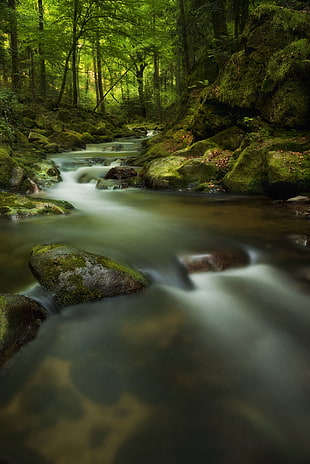 flowing river inside jungle during daytime HD wallpaper