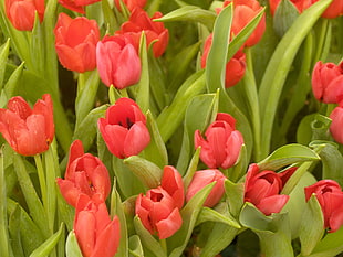 shallow focus photography of red Tulips field during daytime HD wallpaper