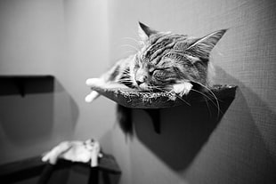 brown tabby cat lying on grey hanging wall rack