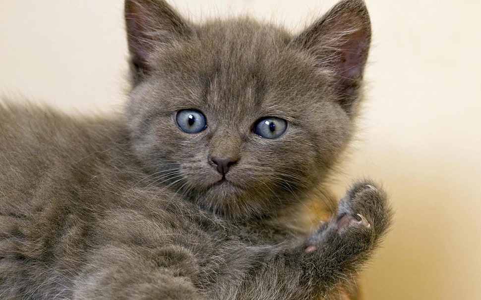 gray cat, animals, cat HD wallpaper