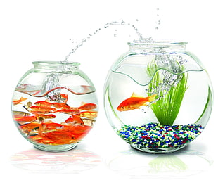 two clear glass fish bowls