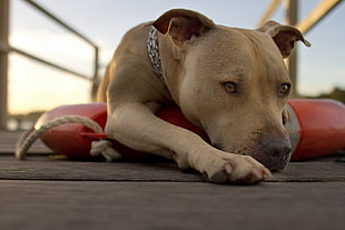 macro photography of adult American pit bull terrier laying down on brown wooden floor