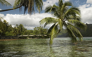 green coconut tree, landscape, nature