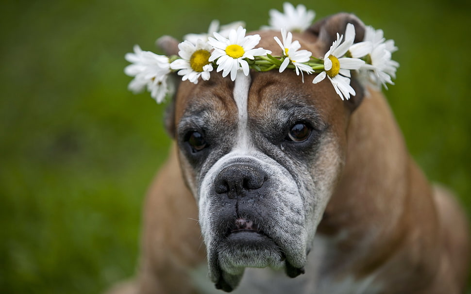 tan Boxer with Daisy headdress in selective focus photography HD wallpaper