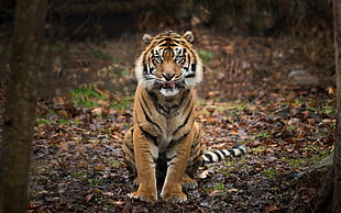 tiger animal, animals, nature, depth of field, tiger