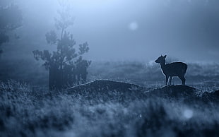 silhouette photography of deer on grass field