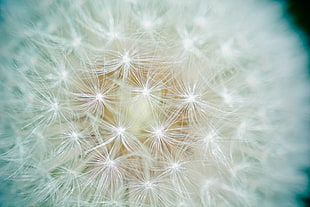 white Dandelion micro photography