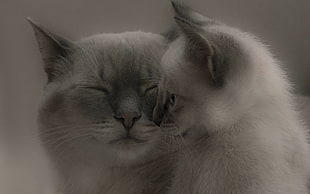 two cat facing each other HD wallpaper