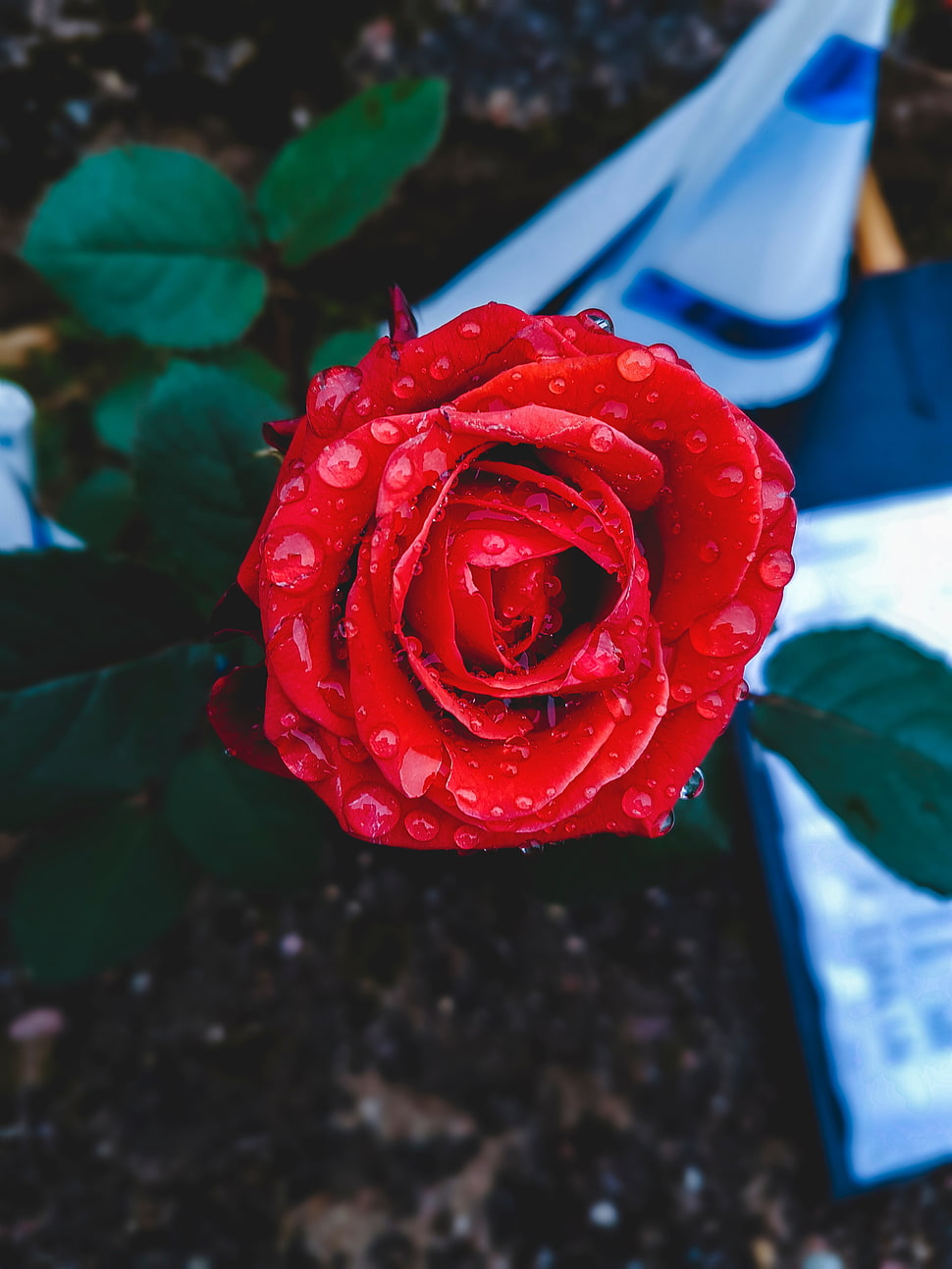 red rose, Rose, Bud, Drops HD wallpaper