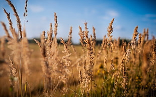 wheat field, landscape, plants HD wallpaper