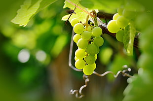 macro photography of white grapes