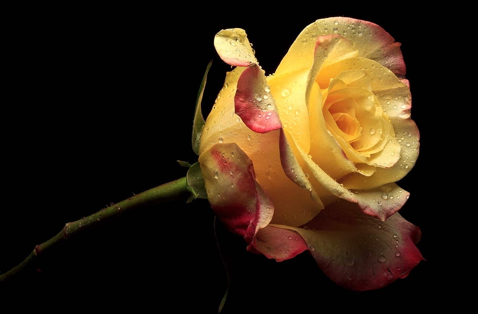 closeup photo of yellow rose with stem and black background HD wallpaper