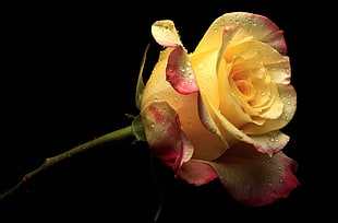 closeup photo of yellow rose with stem and black background