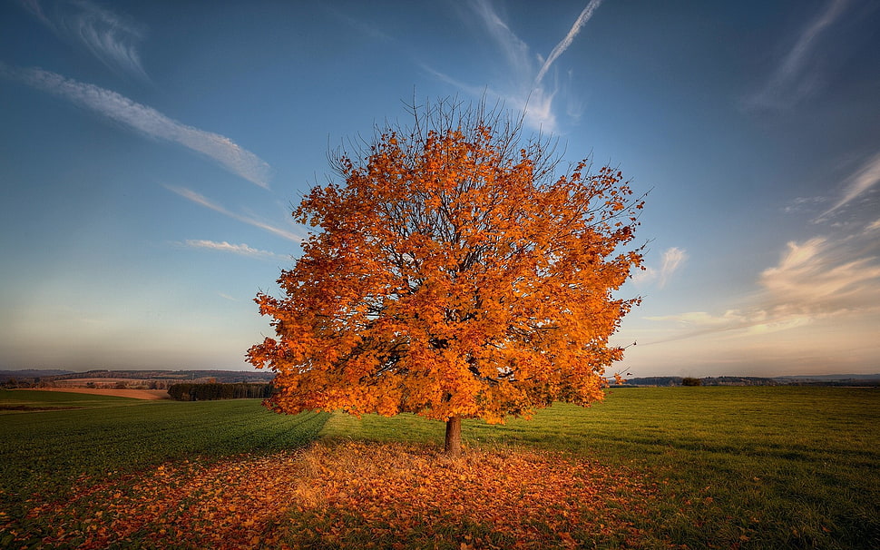 orange leaf tree under blue sky HD wallpaper