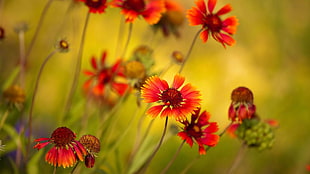 red Blanket flowers in bloom close-up photo