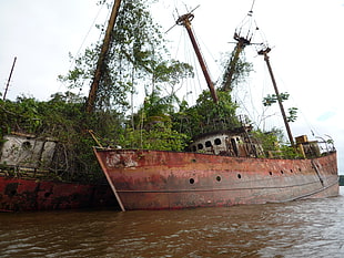 wrecked brown and white boat, ship, old ship, trees, shipwreck