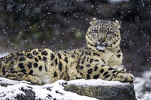 leopard on snowy rock HD wallpaper