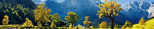 yellow and blue petaled flowers, Europe, Austria, panorama, green