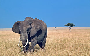 gray elephant, Elephant, Walk, Grass HD wallpaper
