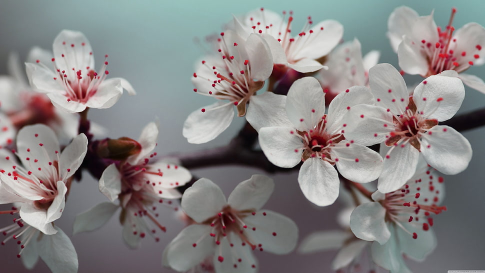 white flowers, cherry blossom, details, flowers HD wallpaper