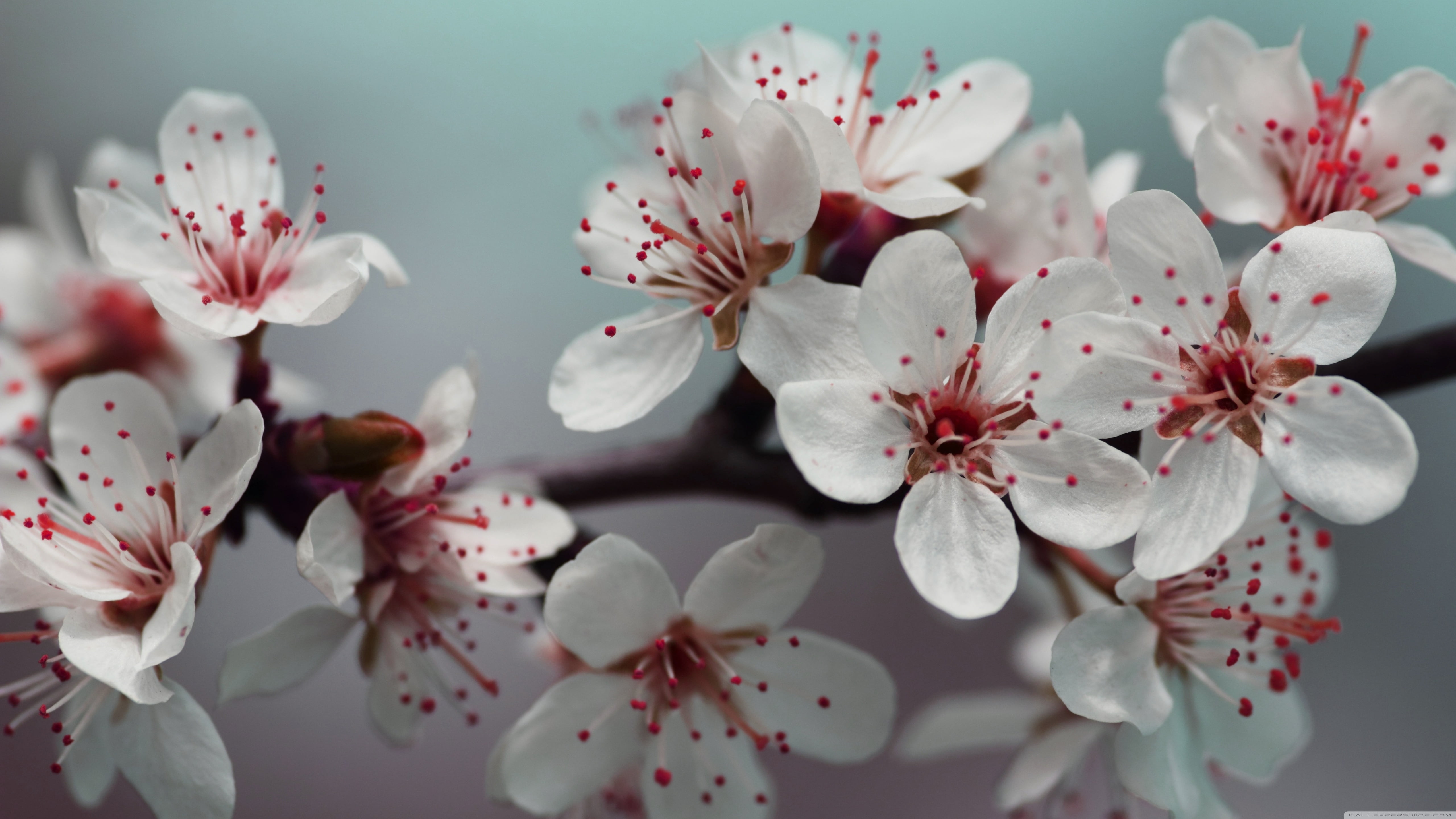White flowers, cherry blossom, details, flowers HD wallpaper ...
