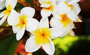 selective photograph white and yellow petal flowers