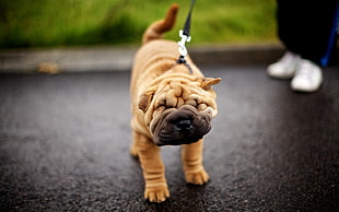 brown Chinese Shar Pei puppy walk leash with person in white sneakers HD wallpaper