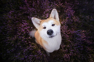 animals, flowers, plants, dog HD wallpaper