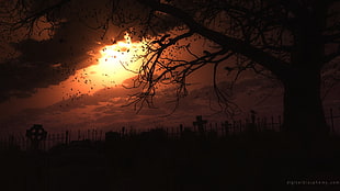 silhouette of tree beside graveyard at sunset