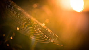spider web, sunlight, spiderwebs, bokeh, depth of field HD wallpaper