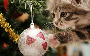 black and white cat playing with Christmas bauble HD wallpaper