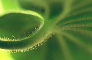shallow focus photography of green leaf plant, tiny
