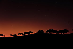 silhouette of trees, night, silhouette, trees, minimalism HD wallpaper