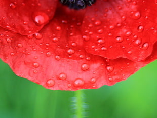 dew drops on red poppy macro photography