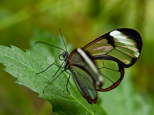 Glasswing butterfly in closeup photo HD wallpaper