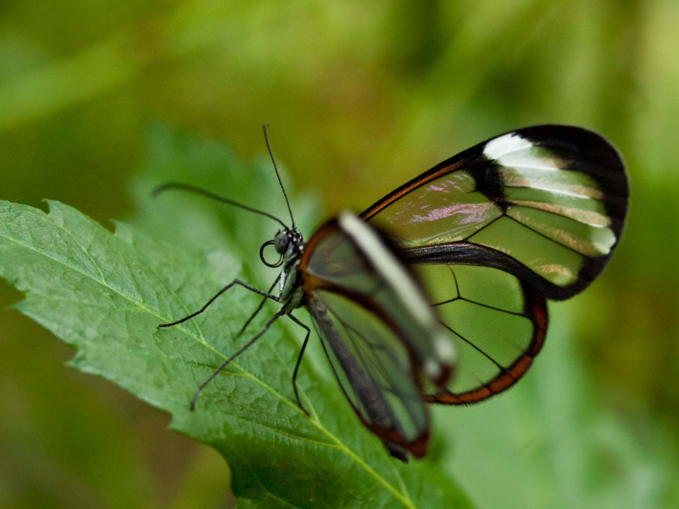 glasswing-butterfly-closeup-photo-35mm-wallpaper.jpg