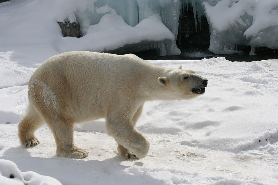 beige polar bear HD wallpaper