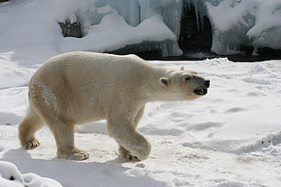 beige polar bear